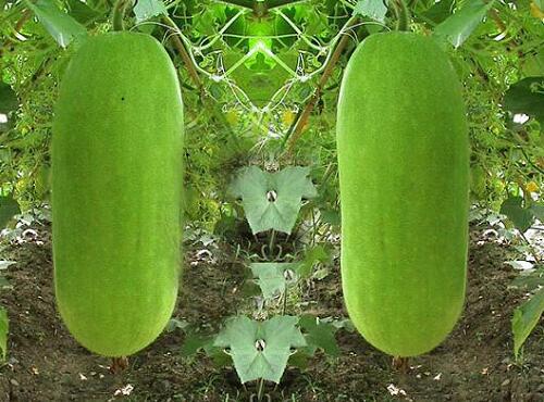 果蔬配送：節(jié)瓜