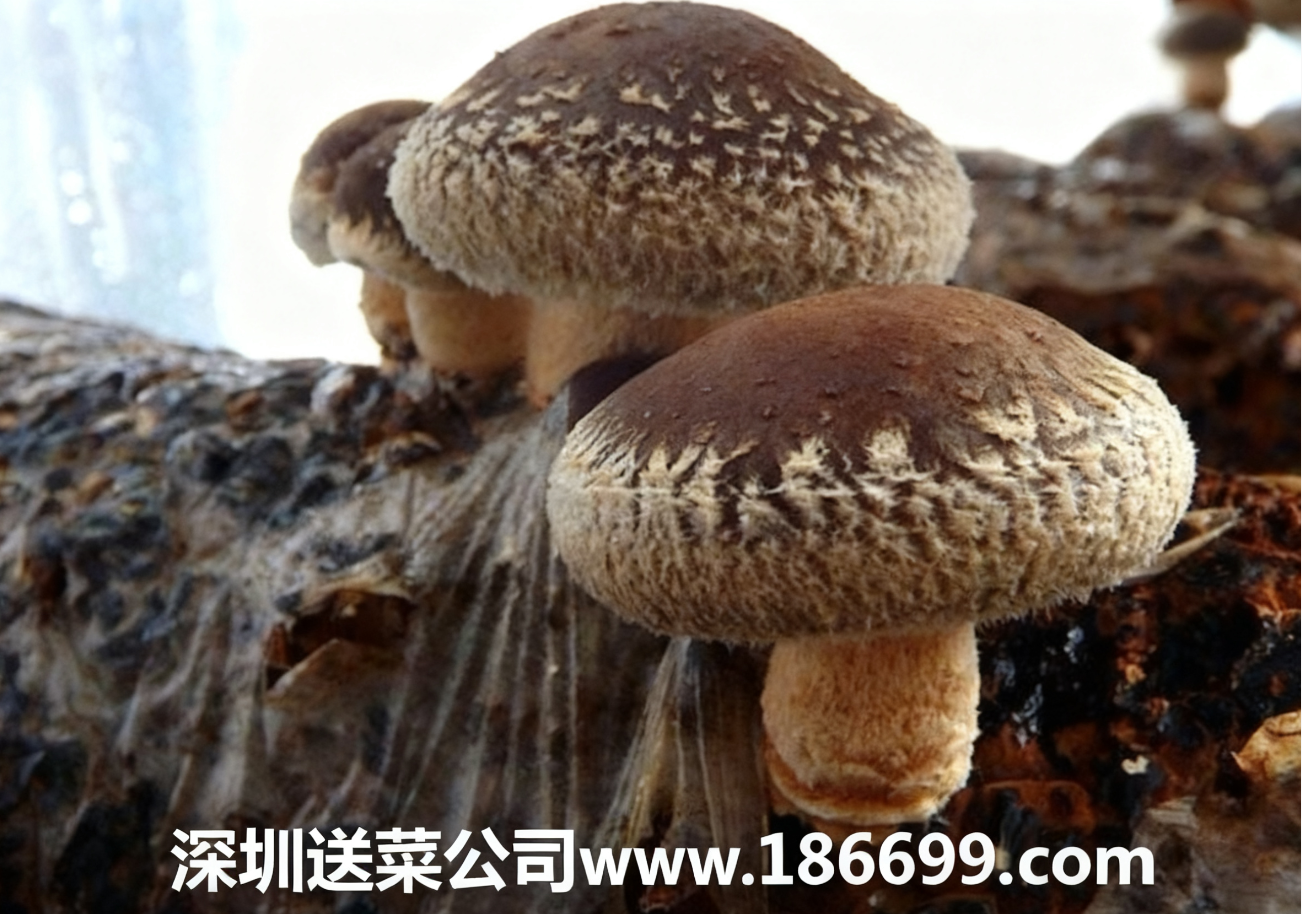 新手種香菇必看：大白話講透成本利潤+種植步驟，賺錢不用愁。