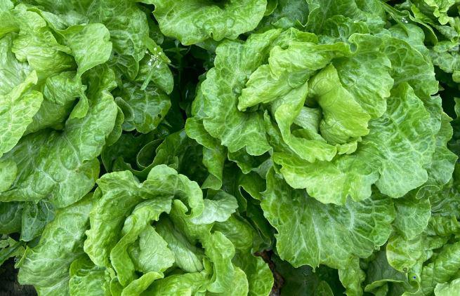 深圳送菜公司為您講解：為什么綠葉蔬菜不宜長時(shí)間燜煮？