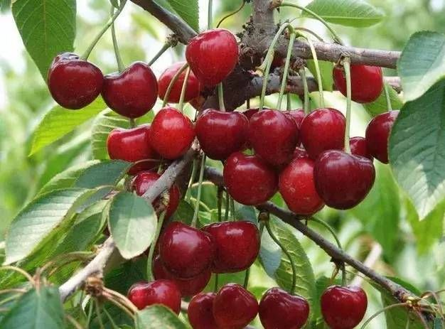 今年車(chē)?yán)遄拥膬r(jià)格和質(zhì)量受哪些因素影響？