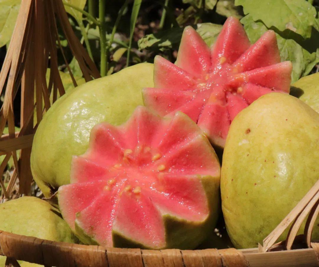 ?惠州生鮮蔬菜配送中心為您科普芭樂的營(yíng)養(yǎng)價(jià)值