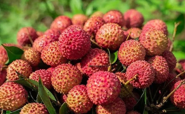 荔枝：不止是美味，更是營(yíng)養(yǎng)小寶庫(kù)